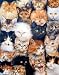 Dan Mcmanis Cats Kittens Montage Cute Art Poster Print - 16