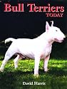 Bull Terriers Today