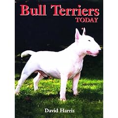 Bull Terriers Today