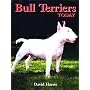 Bull Terriers Today