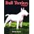 Bull Terriers Today