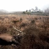 Feels, Feathers, Bog And Bees [Explicit]