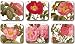 Kitchen & Housewares : Jason Redoute Roses Coasters, Set of 6
