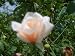 Live Heirloom Rose Plant Safrano Apricot Shrub Starter