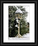 Framed Print of Cat - black a white cat climbing up a bird feeding table in snow from Ardea