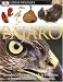 Books : Pajaro (DK Eyewitness Books)