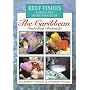 Reef Fishes Corals and Invertebrates of the Caribbean