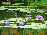 11x14 Digital Art Limited Edition Prints Waterlily Floral Realist Lotus Carnival