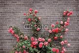 51SR95Oex6L. SL160  Wallmonkeys Peel and Stick Wall Decals   Roses on Brick Wall   36W x 24H Removable Graphic
