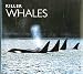 Killer Whales (Worldlife Library)