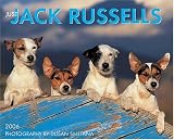 Just Jack Russells 2006 16-Month Wall Calendar
