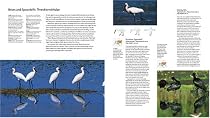 Birds, a Complete Guide to All British and European Species