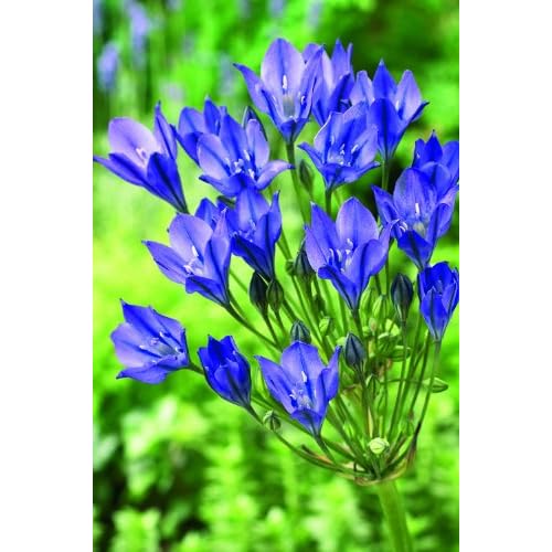 Brodiaea (Triteleia) 'Queen Fabiola' Flower Bulbs 24