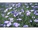 Photographic Prints of Blue flax, a native wildflower described by Meriwether Lewis, Montana from North Wind