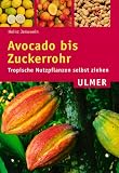 Avocado bis Zuckerrohr: Tropische Nutzpflanzen selbst ziehen