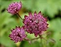 Astrantia major Hadspen Blood