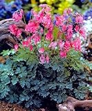 Amazon / Hirts: Perennials; Bleeding Heart: King of Hearts Bleeding Hearts - Dicentra - SHADE - Potted