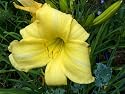 Daylily 'Ida Miles' (Hemerocallis)