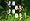 Buzz! Junior: Jungle Party - Solus (PS2)