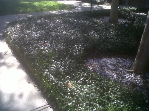 Jasmine Asiatic Landscape Coverage 40 Live Plants Great for mass planting areas thick matt of coverage
