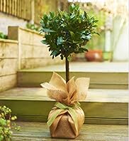 Single Bay Tree