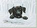 Black Lab Boxed Christmas Cards-10 Cards & 10 Envelopes