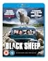 BLACK SHEEP