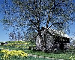 Barn in the Country in Springtime - Charming 16x20-inch Photographic Print by Carol M. Highsmith