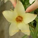 9GreenBox - Very Rare Adenium Desert Rose Oriole Yellow Grafted Bonsai