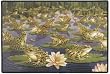 Frogs Doormat Door Mat Rug Doormat Braldt Bralds