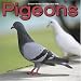  : Pigeons 2008 Wall Calendar