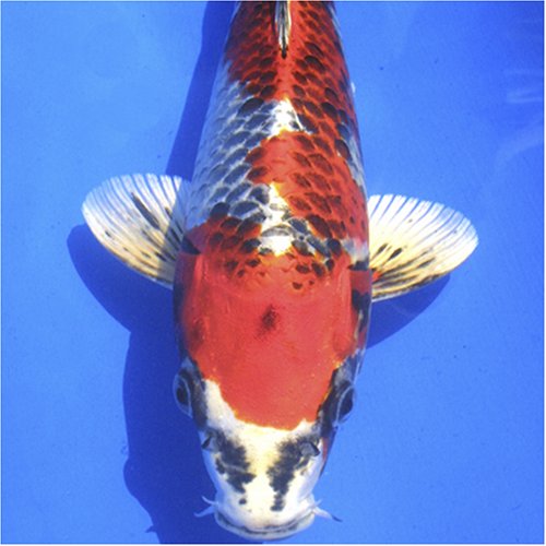 Cover image : 國魚錦鯉 [DVD]