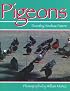 Pigeons