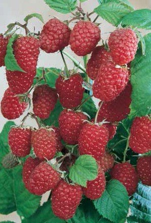 50 Stratified Rouge Giant Raspberry Seeds - JDR Seeds