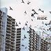 Ox4 - The Best of Ride