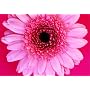 Wild Flowers Large Note Cards (Potter Style)