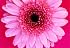 Wild Flowers Large Note Cards (Potter Style)