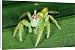 Canvas Prints of A jumping spider (family Salticidae). Uses highly developed eyesight and from Ardea Wildlife Pets