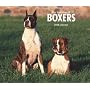 Boxers, for the Love of 2008 Deluxe Wall: Deluxe 14x12