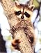 Baby Raccoon Animals Art Poster Print by Bill Ivy, 16x20