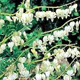 White Bleeding Hearts -Dicentra-Great in Shade-Potted