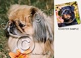 Pekingese Dog Drink Coasters