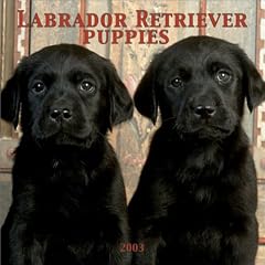Labrador Retrievers Weekly Engagement Calendar: 2003