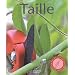 Taille : Les conseils d'un sp�cialiste pour modeler arbres, arbustes et plantes grimpantes