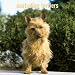 Australian Terriers 2006 Calendar