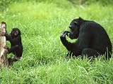  : Among the Wild Chimpanzees