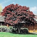 Japanese Red Maple