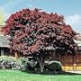 Japanese Red Maple