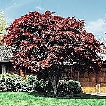 Japanese Red Maple