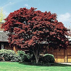 Japanese Red Maple